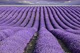 TooGet Fragrant Lavender Buds Natural Dried Flowers Ultra Blue Grade 1 Pound view 4