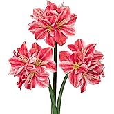 Briful 3PCS Amaryllis Artificial Flowers 17.3 Inch Faux Amaryllis Flowers Stems with 4 Heads Silk Floral Bouquet for Home Room Table Centerpiece Wedding Party Arrangements(Light Red)