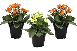 Kalanchoe Live Succulents Plants Live Flowers (3 Pack), Kalanchoe Plant Live Succulent Plants, Kalanchoe Plants Live Indoor Plants Live Houseplants, Fresh Flowers for Delivery Prime by Plants for Pets