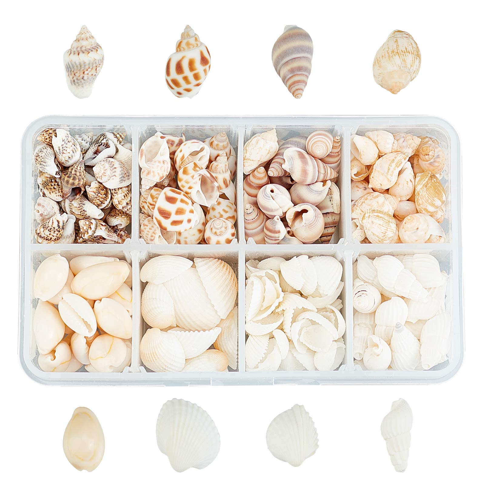 SUPERFINDINGS 244PCS 8 Styles Natural Conch Shell Beads with Mixed Color No Hole Mixed Ocean Spiral Conch Seashells Charms Beads Natural Cowrie Shell Beads for Decorations Arts Crafts