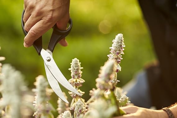 Rezultat iskanja slik za roesle 18308