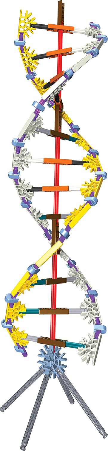 dna replication and transcription set