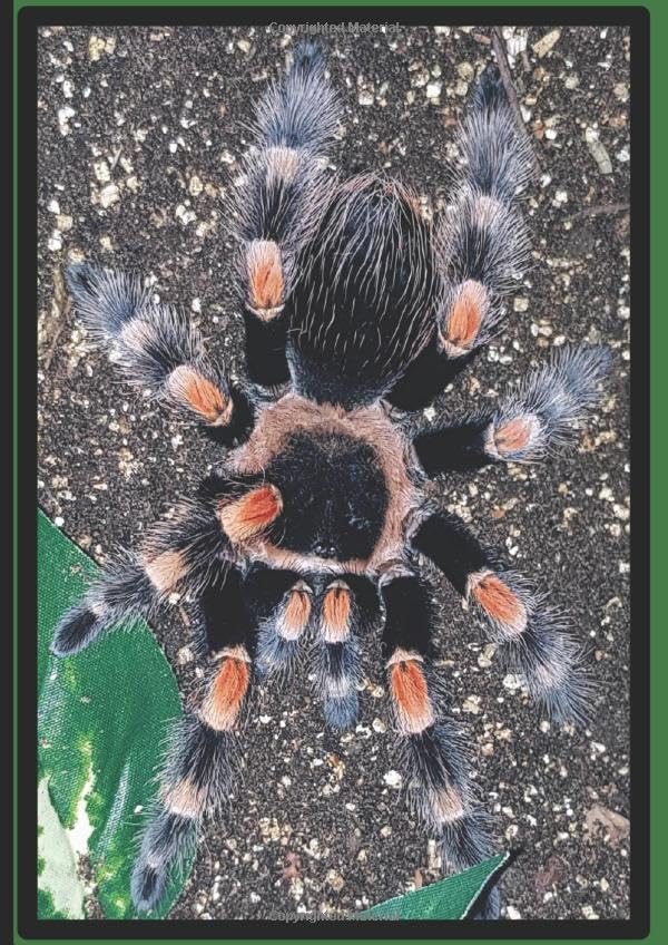 Love is a Brachypelma Hamorii: Brachypelma tarantula notebook