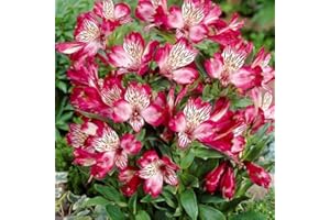 - 100 Alstroemeria Lily Seeds, Mixed Colors, Home and Garden Flowers: Package Contains Seeds