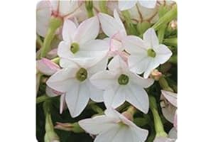 200 Flowering Tobacco 'Starlight Dancer' Nicotiana alata Seeds Combined Shipping