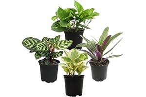 Essential Houseplant Collection (4PK) Live Plants Indoor Plants Live Houseplants in Plant Pots, Easy House Plants Indoors Liv