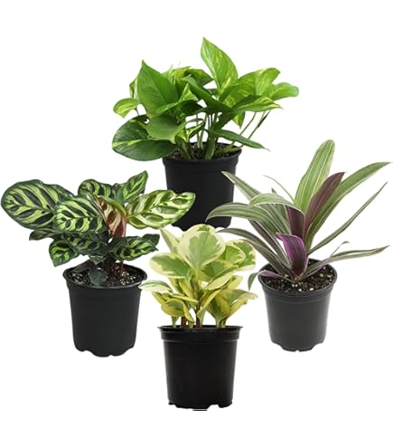 Horizon Vert Sème De Nouvelles Graines De L'écologie à Villeneuve-sur-Lot