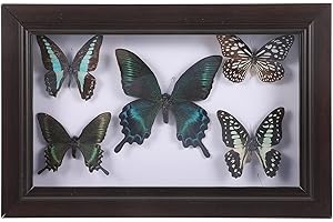 HOMSFOU Office Decor Butterfly Specimen Photo Prop Specimen Frame Butterfly Specimen DIY Wall Art Handmade Specimen Butterfly Specimen with Picture Frame Wooden A7 Display Box Desktop