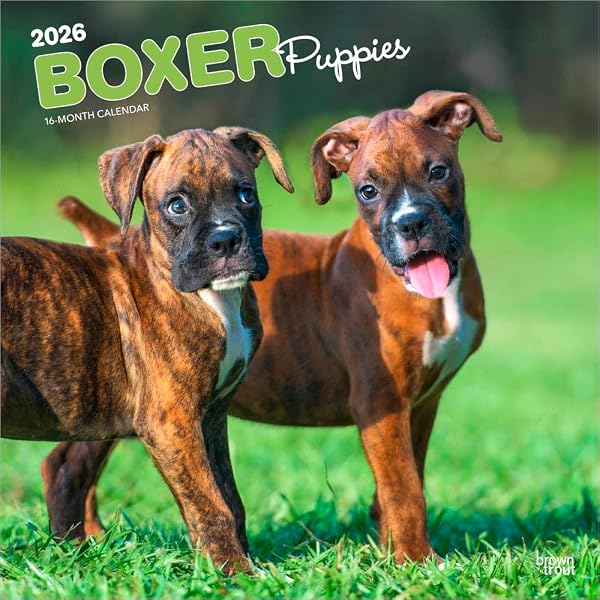 Calendario 2024 De Cachorros Boxer, Calendario De Pared Cuadrado, 16 Meses Baker And Bray