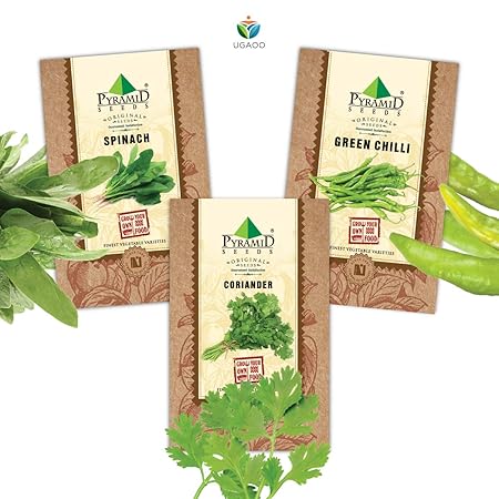 Pyramid Seeds Vegetable Seeds Combo Of Coriander, Spinach Palak, Green Chilli