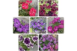 Petunia Seeds Petunia Flower Dreamy Variegated Multi Color Trailing Plant for Balcony Hanging Baskets Pollinator Garden Open 