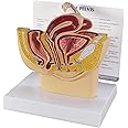 GPI Anatomicals - Female Pelvis Model, Replica for Human Anatomy and Physiology Education, Anatomy Model for Doctor's Offices and Classrooms, Medical Learning Resources