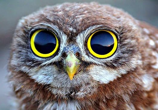 Amazon Co Jp 印刷されたキャンバスポスター 60x90cm 動物 面白いフクロウ ホーム キッチン