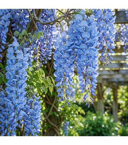 Amazon.com : Wisteria Fertilizer  Liquid Plant Food for More Blooms,  Stronger Vines & Healthy Root Development, 8 oz : Patio, Lawn & Garden