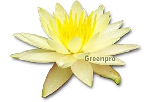 Live Aquatic Plant Nymphaea Charlene Strawn yellow Hardy Water Lilies Tuber for Aquarium Freshwater Fish Pond by Greenpro