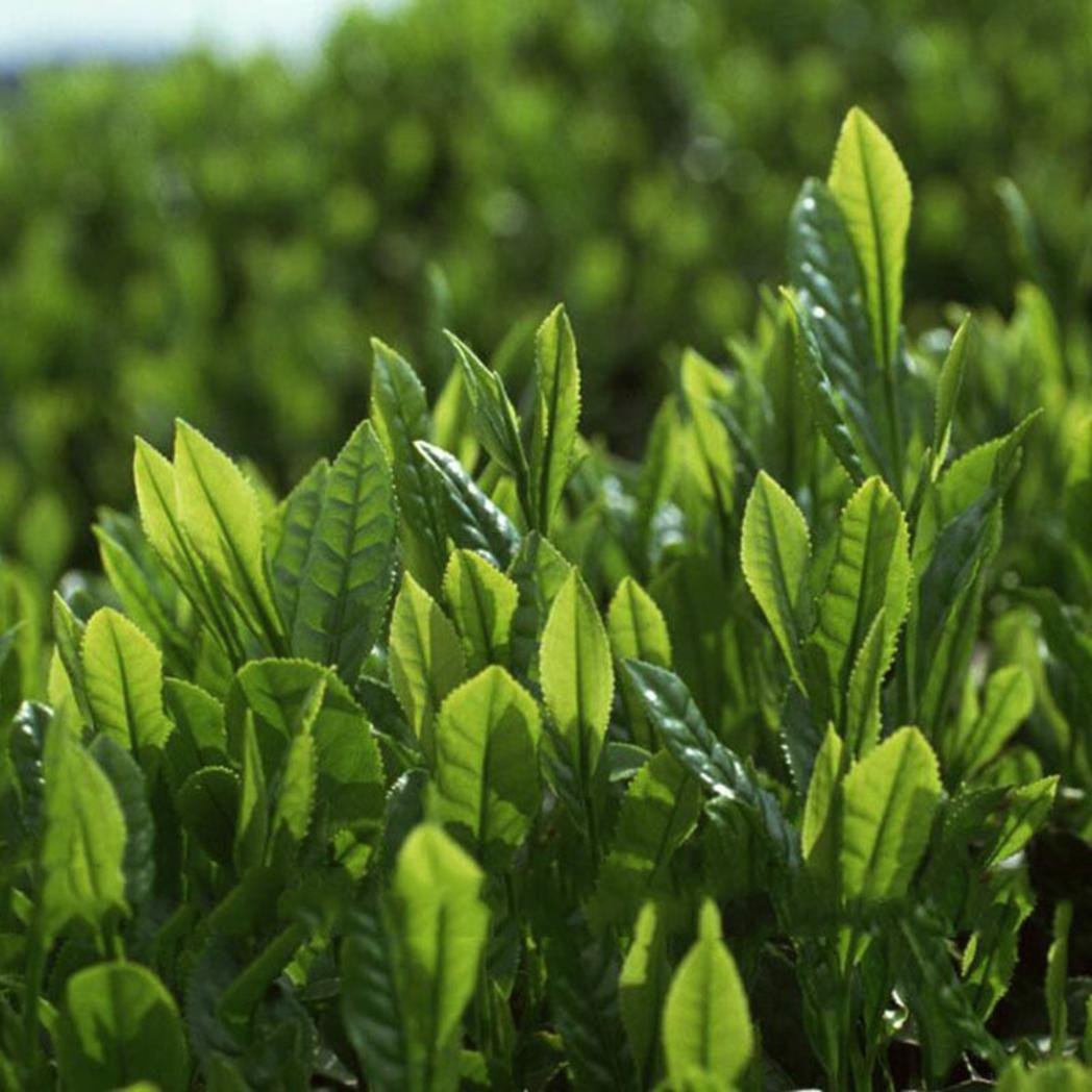 Экстракт чайного дерева. Зеленое чайное дерево. Tea tree 60 мл. Ароматерапия чайное дерево. Масло чайного дерева на белом фоне.