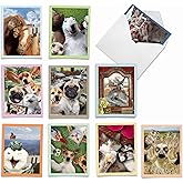 The Best Card Company - 10 Adorable Note Cards Blank (4 x 5.12 Inch) - Wildlife and Animal Cards, Assorted Boxed Set - Animal Selfies M2373OCB-NB