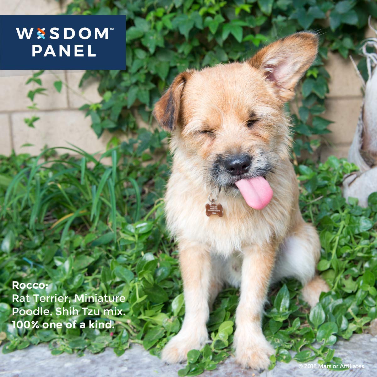 wisdom panel 2.0