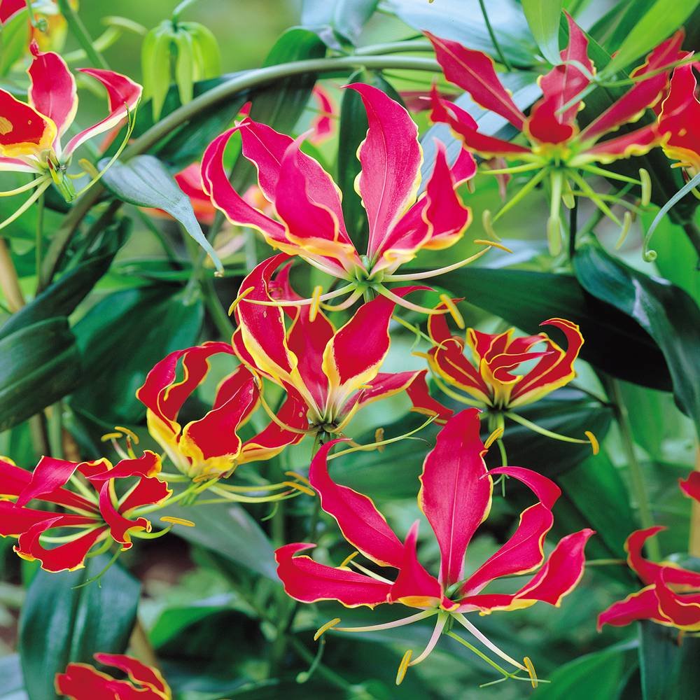 You Garden - Exotic 'Flame Lily' (Gloriosa rothschildiana) Plant - Pack of 3 Tubers, Exotic Lily for Gardens Ready to Plant in Gardens