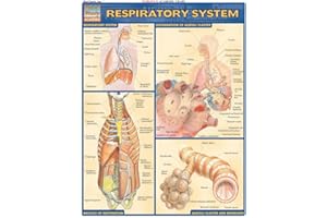 Respiratory System: QuickStudy Laminated Reference Guide