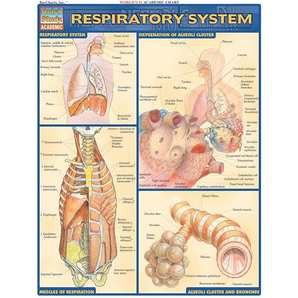 PHYSIOLOGY Quick Study Academic 生理学 Physiology QuickStudy