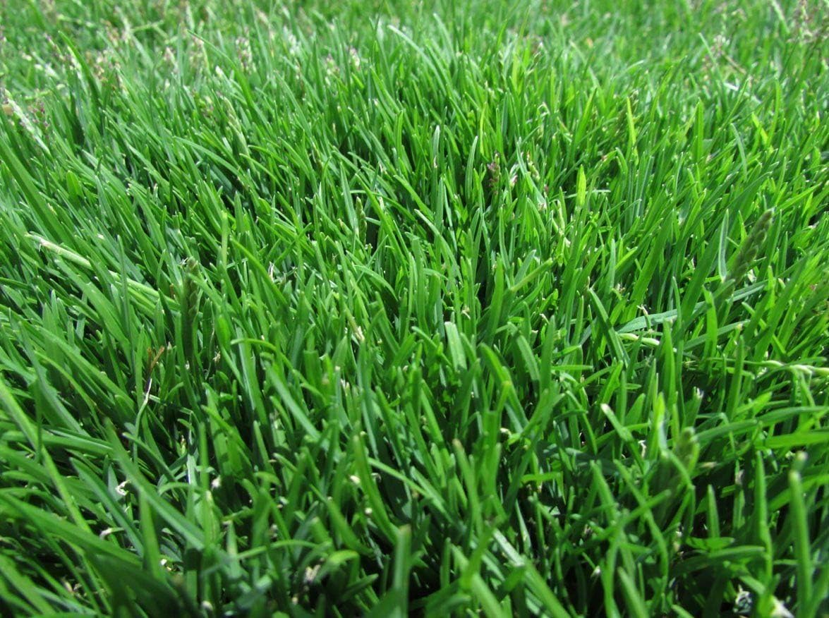 Amazon Com Emerald Zoysia Zoysia Emerald Grass Seeds 1 8 Lb
