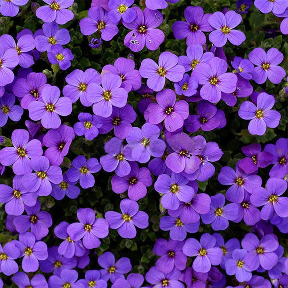 Academyus Aubrieta Seed 220Pcs Aubrieta Seeds Linaceae Flower Seeds Purple Garden Ground Plant Decor Flower Seeds for Garden