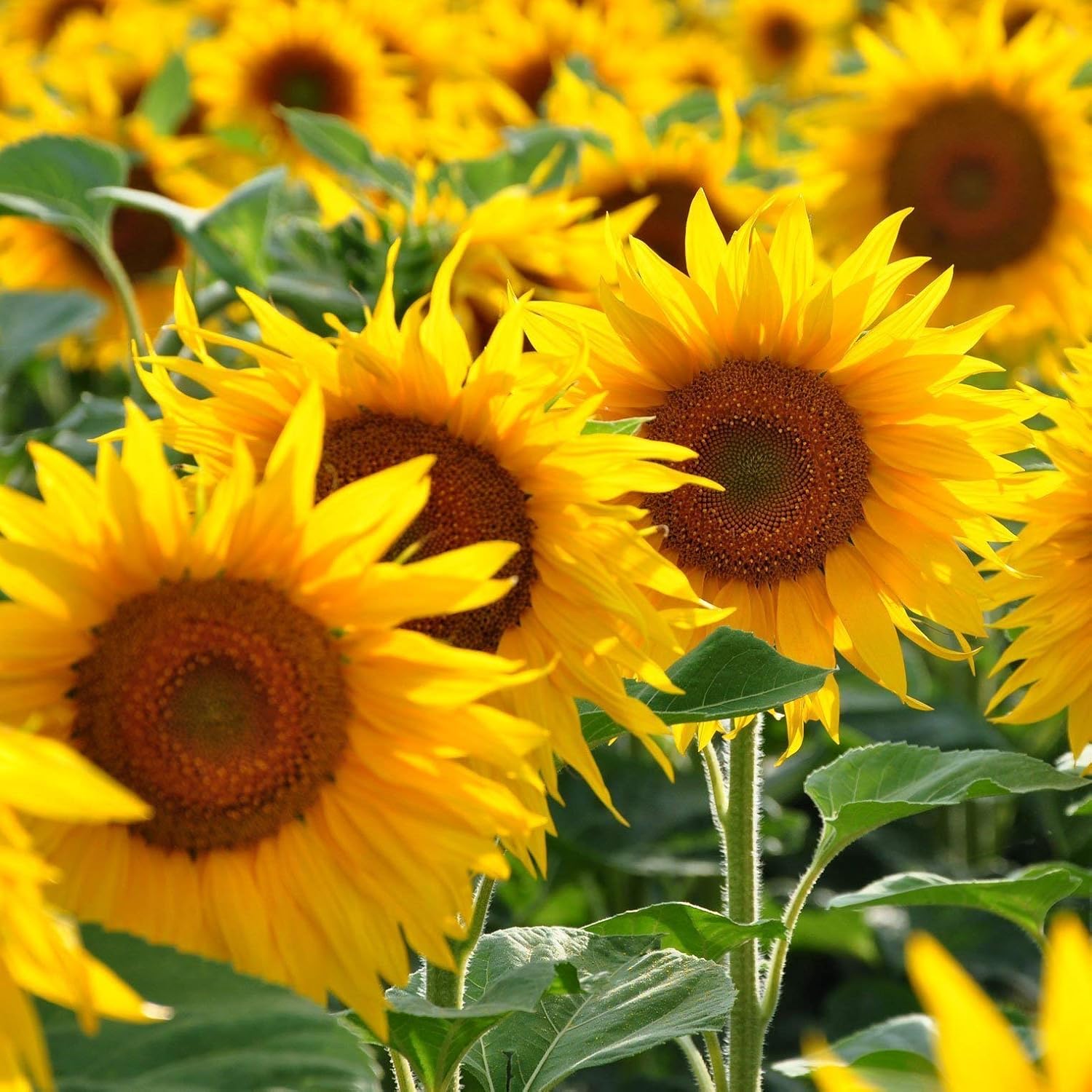 Kraft Seeds Sunflower Flower Tall Sungold GMOFree Seeds Amazon.in
