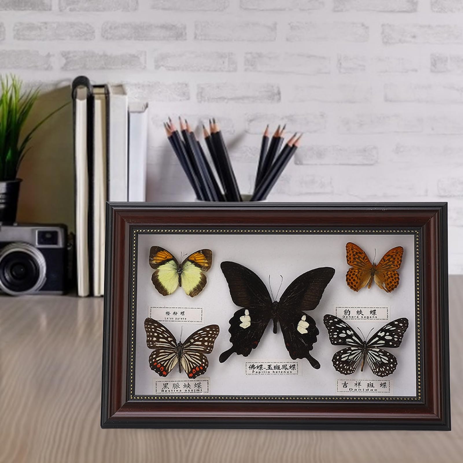 Exquisite Butterflies Specimen, Insect Specimen, for Family for Friends(Black frame)