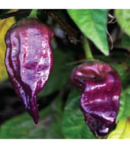 BHUT JOLOKIA NAGA Record Di Piccante 30 Semi Chili