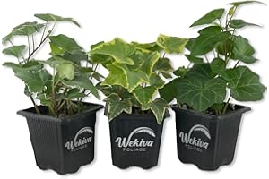 WEKIVA FOLIAGE English Ivy Trio Variety - 3 Live Plants in 3 Inch Pots - Hedera Helix - Variegated, Golden, and Green English Ivy Indoor Houseplants
