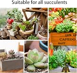 YUNSTK Mix Horticultural Lava Rock 2lb for Succulents Bonsai Drainage Garden view 4