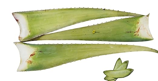 Las mejores hojas de aloe vera.: Amazon.es: Jardín