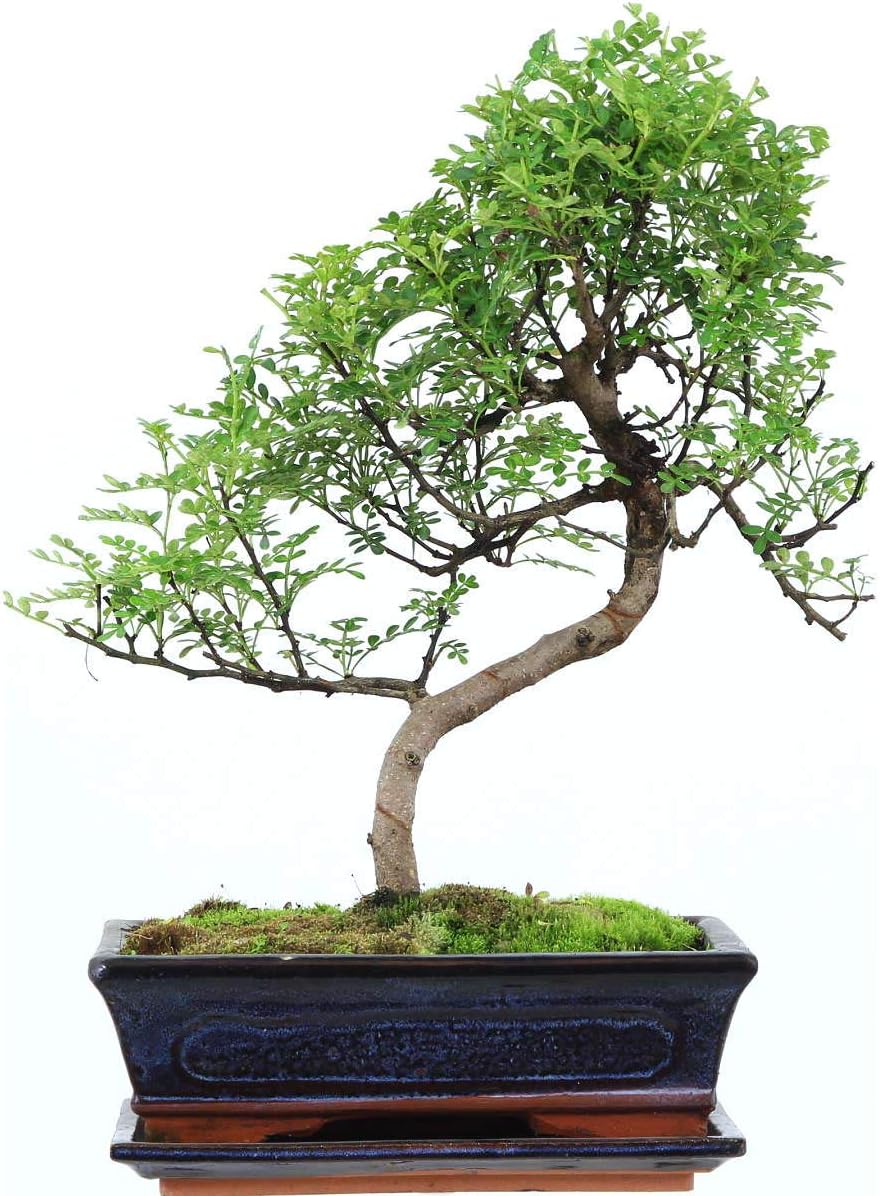 pfefferbaum bonsai kaufen