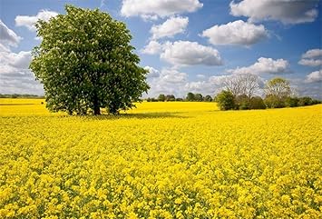 Sfondi Di Paesaggi Primaverili - Immagini di sfondo HD