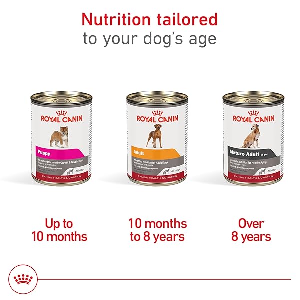ROYAL CANIN CANINE HEALTH NUTRITION ADULT IN GEL DOG FOOD, 13.5 OZ (PACK OF 6)