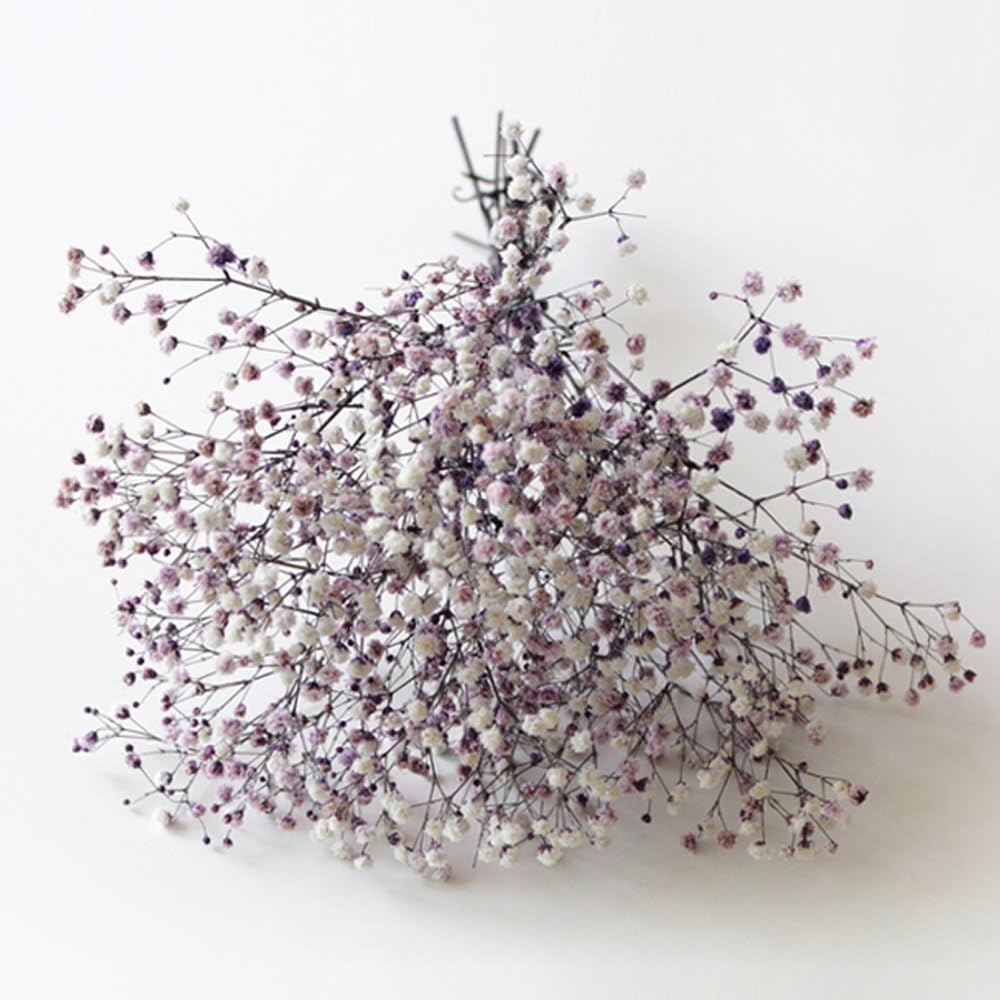 Amazon Blooming Me フラワーデザイナーおすすめ ドライフラワー かすみ草 たっぷりの花束 バイオレットミックス ドライフラワー オンライン通販