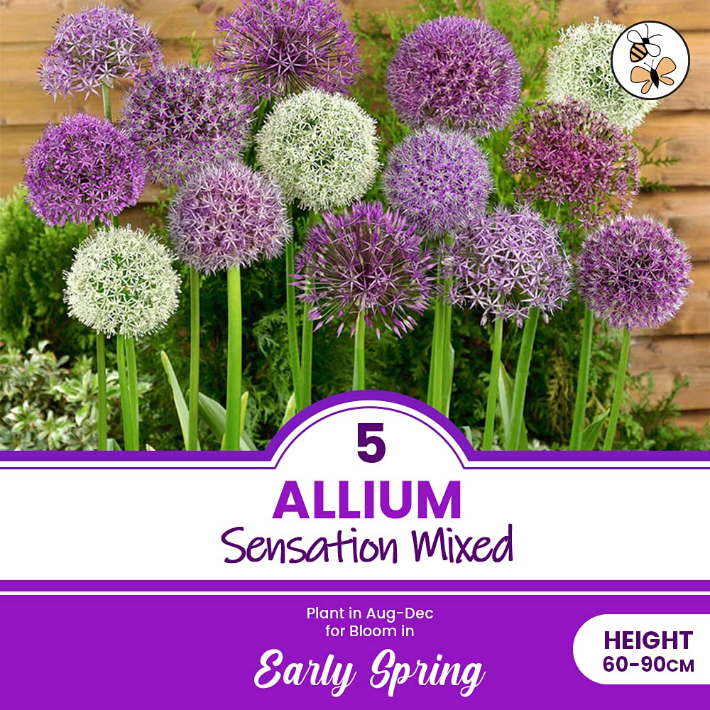 schone 5 x Allium Sensation Mixed – Beautiful Blooms – Perennial – Easy to Grow & Care – for Your Beautiful Garden