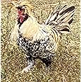 6 Barnyard Mix Chicken Hatching Eggs by Fox Peak Outdoor Supply LLC. (Over 20+ Breeds of Chickens)