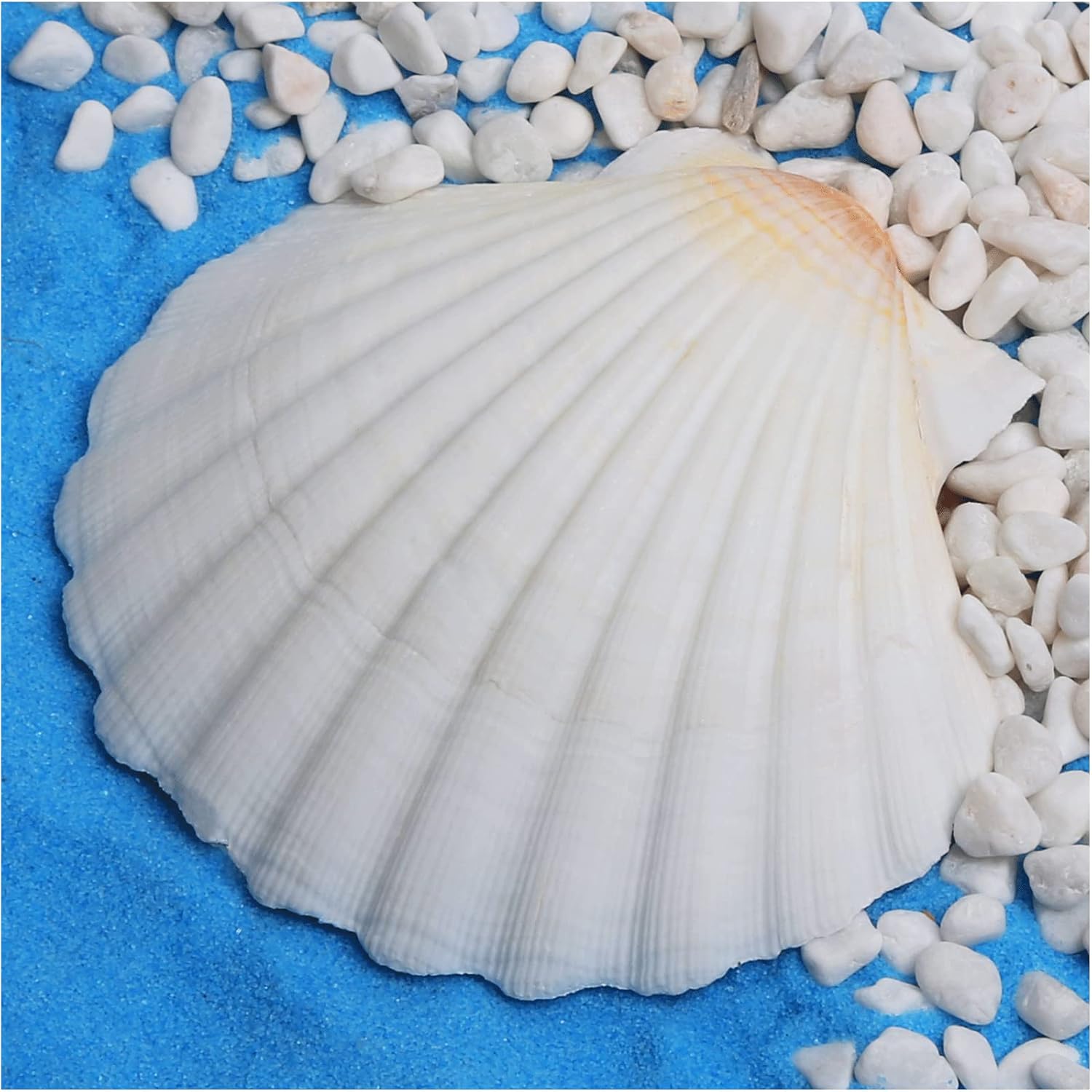 Vase Fillers - HOHUCRAB 6pcs 4-5inch Scallop Shells, Natural Large Scallop, Sea Shells for Crafting, Seashells Beach Decorations for Home, Beaching Wedding Decoration