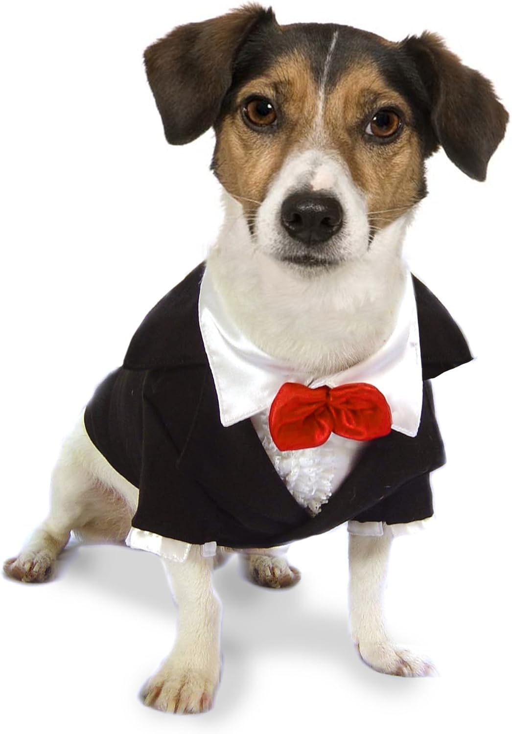 Dog Fancy Dress Costume. Tuxedo with red bow tie. Size 16" Amazon.co
