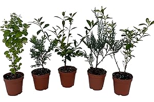 HIRT'S GARDENS Zen Living Bonsai Assortment - 5 Plants 2" Pots