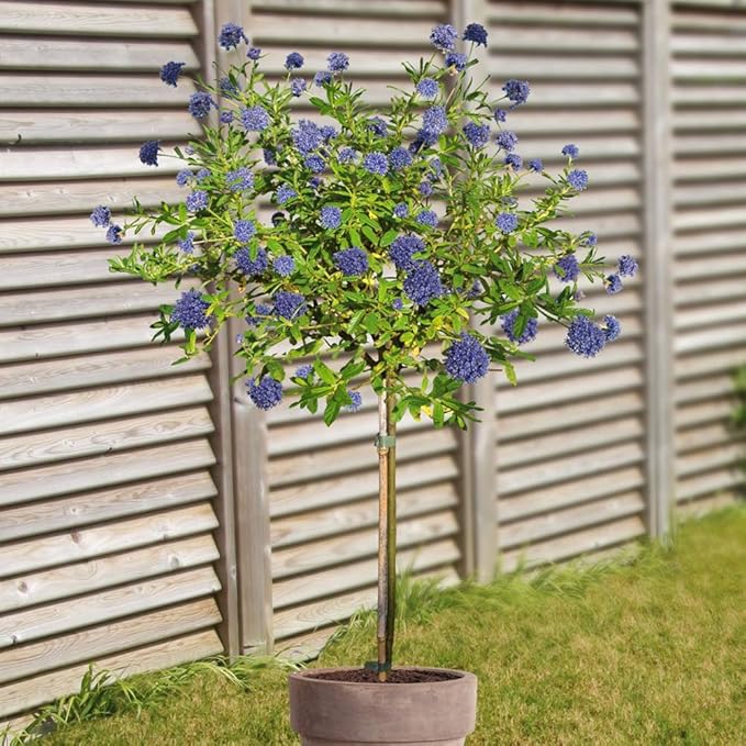 Standard Ceanothus 1 Tree Amazon.co.uk Garden & Outdoors