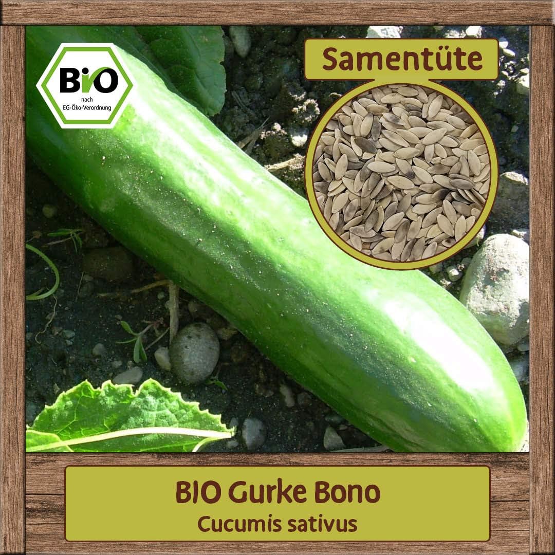 BIO Gurke Samen Sorte Bono (Cucumis sativus) Gemüsesamen Gurke Saatgut ...