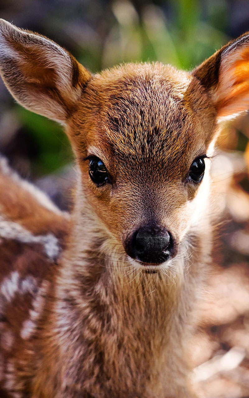 Cute Animals Live Wallpaper Apps e Jogos