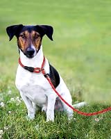 TagME Slip Lead for Dogs 1.8m Reflective Training Leash Red view 6