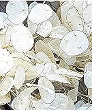 150 Seeds Lunaria - Money Plant Seeds - Marde Ross