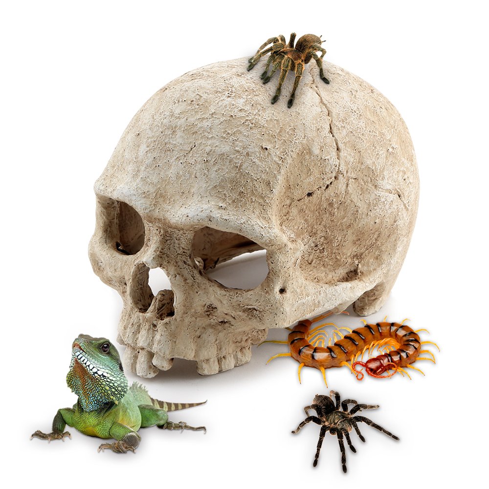 AROGEAR Aquarium Resin Skull, for Aquarium Decoration Reptile House Cave Family Daily Decoration