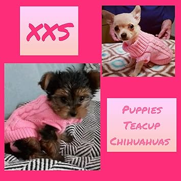 teacup maltese yorkie