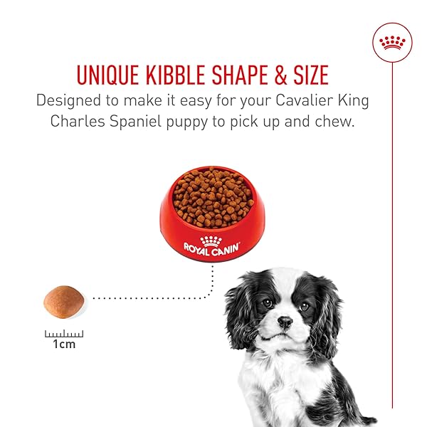 ROYAL CANIN BREED HEALTH NUTRITION CAVALIER KING CHARLES SPANIEL PUPPY DRY DOG FOOD, 3 LB BAG